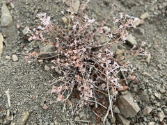 Eriogonum microtheca