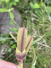 Crotalaria retusa