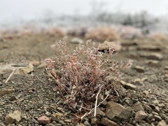 Eriogonum microtheca