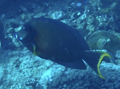 Acanthurus pyroferus