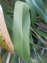 Phormium cookianum