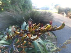 Phormium cookianum