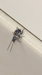 Periplaneta fuliginosa