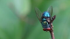 Lucilia eximia