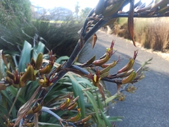 Phormium cookianum