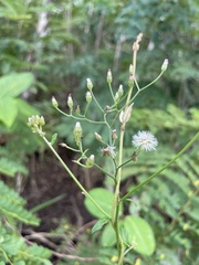 Cyanthillium cinereum