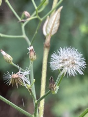 Cyanthillium cinereum