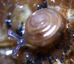 Paravitrea lamellidens