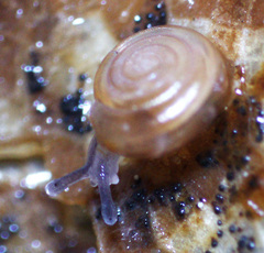 Paravitrea lamellidens