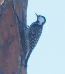 Dryobates borealis