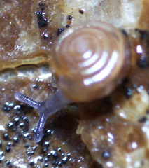 Paravitrea lamellidens