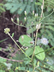 Cyanthillium cinereum