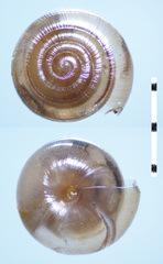 Paravitrea lamellidens