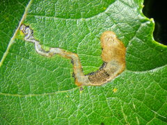 Stigmella trimaculella