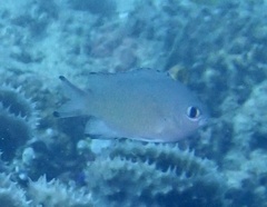 Azurina lepidolepis