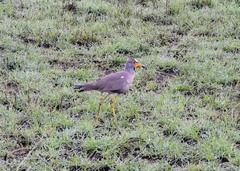 Vanellus senegallus