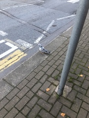 Columba livia domestica