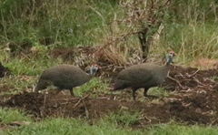 Numida meleagris coronatus