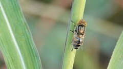 Eristalinus tabanoides
