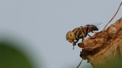 Eristalinus megacephalus