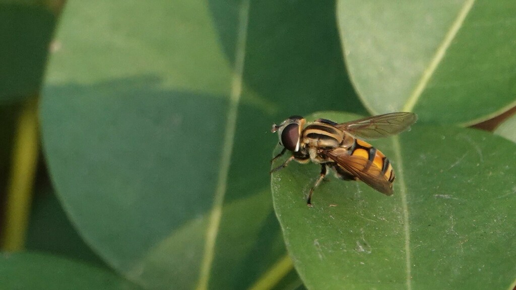 mesembrius-from-mulund-east-mumbai-maharashtra-india-on-november-8