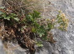 Potentilla caulescens