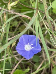 Jacquemontia pentanthos