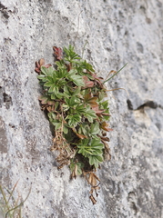 Potentilla caulescens