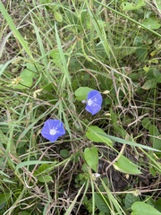 Jacquemontia pentanthos