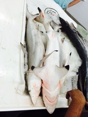 Carcharhinus limbatus