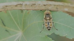 Eristalinus tabanoides
