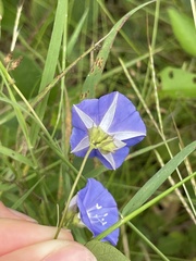 Jacquemontia pentanthos
