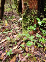 Codonorchis lessonii