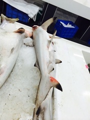 Carcharhinus limbatus