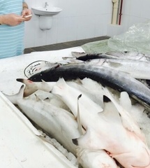 Carcharhinus limbatus