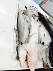 Carcharhinus limbatus