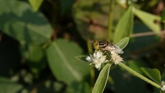 Eristalinus tabanoides