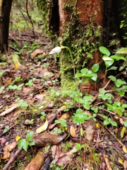 Codonorchis lessonii