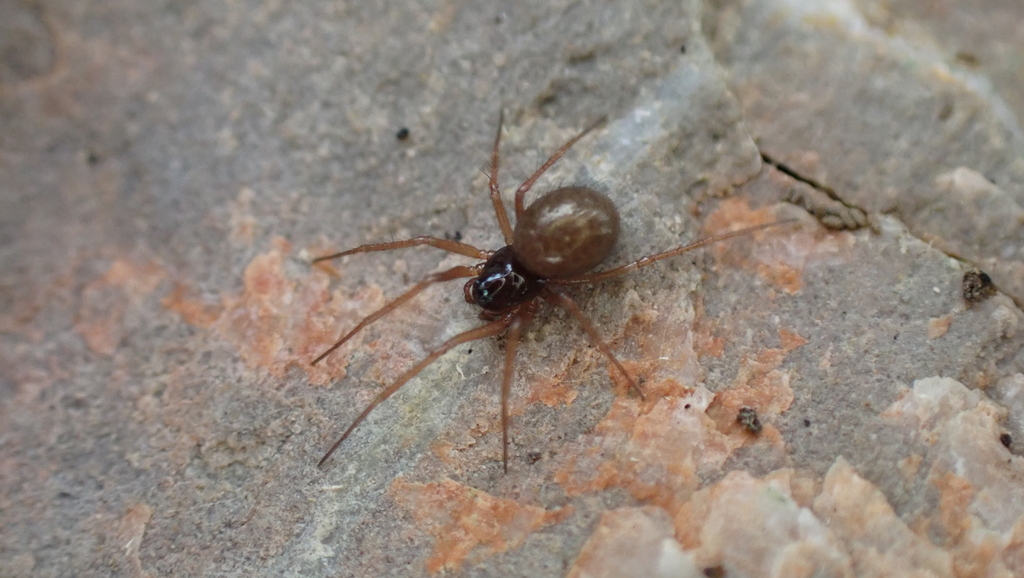 Trichoncus helveticus