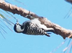 Dryobates borealis