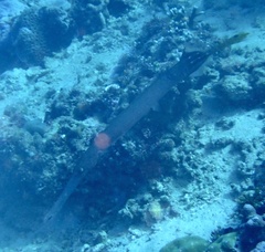 Aulostomus chinensis