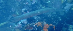 Aulostomus chinensis