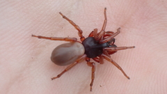 Dysdera