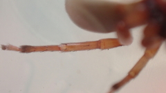 Dysdera