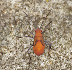 Leptocoris