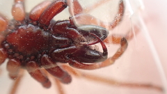Dysdera