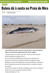 Balaenoptera acutorostrata