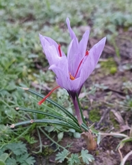 Crocus sativus