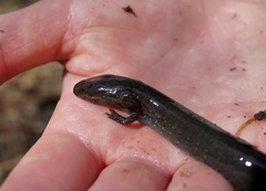 Siren lacertina