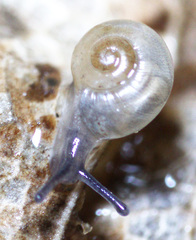 Striatura ferrea